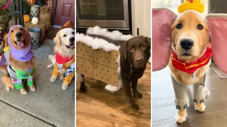 dog halloween costumes 2